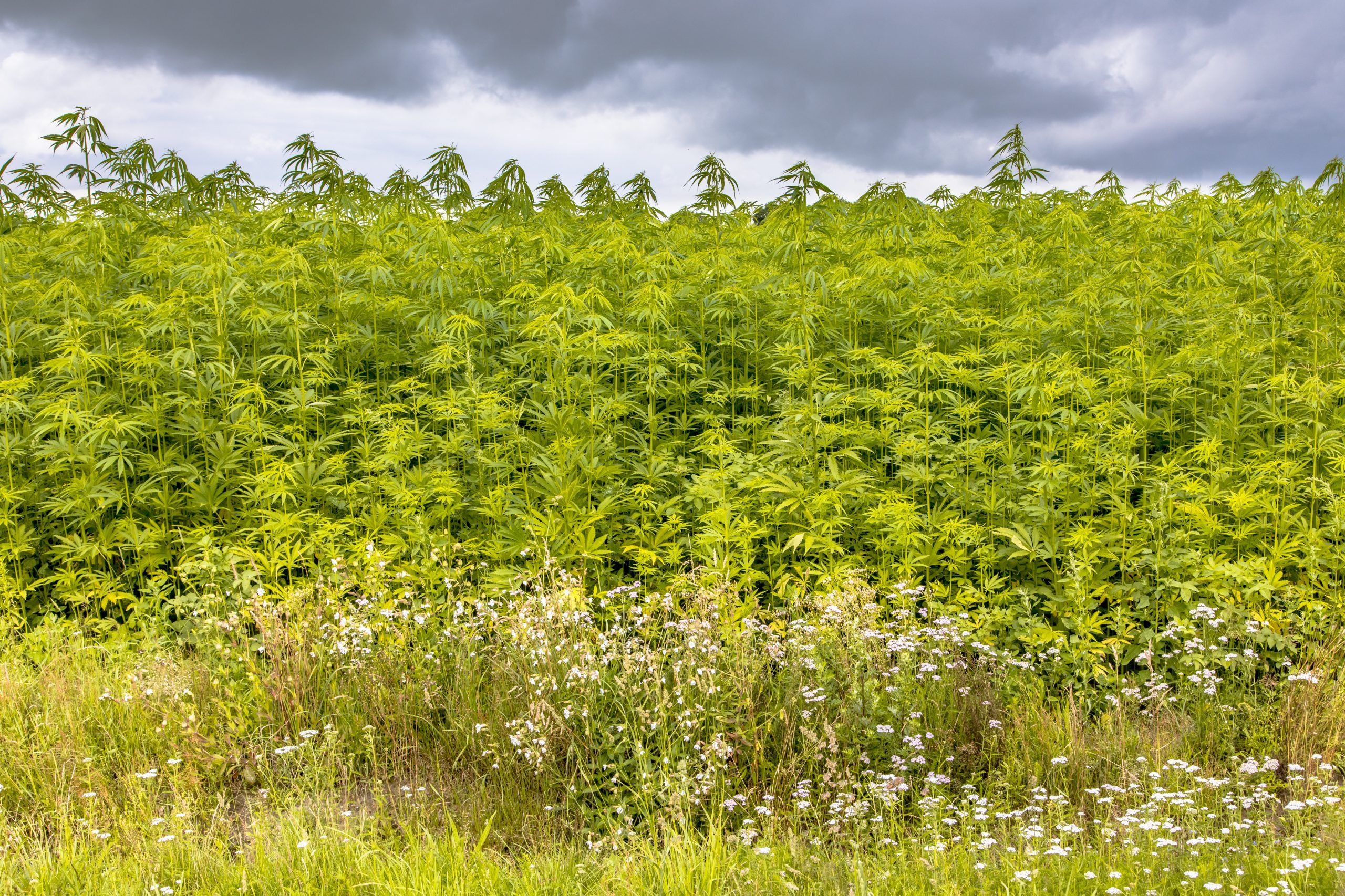 Field of hemp (Cannabis sativa) for industrial application. Agriculture in the Netherlands.